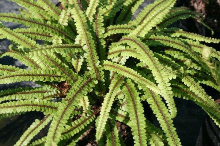 Blechnum fluviatile Blechnum fluviatile Water fern or Kiwakiwa Fronds New Zealand