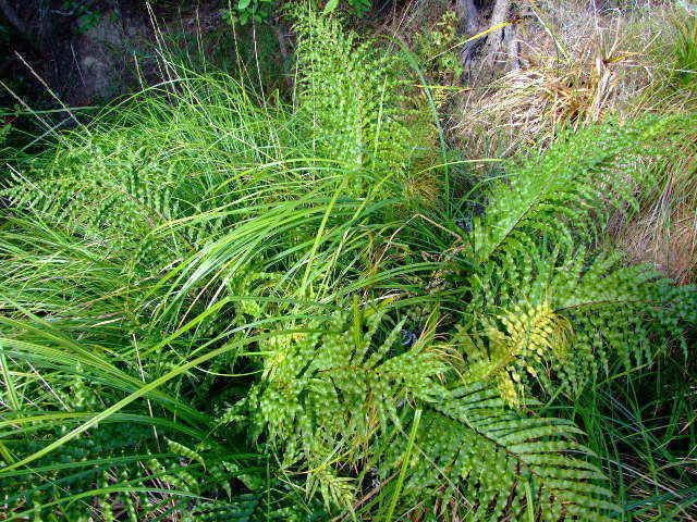 Blechnum minus Blechnum minus The Native Plant Centre Ltd