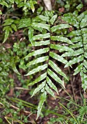 Blechnum minus Blechnum minus New Zealand Plant Conservation Network