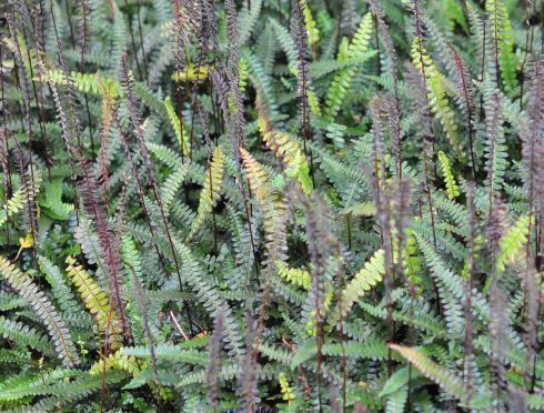 Blechnum penna-marina Woodland Plants Ferns Blechnum pennamarina alpina