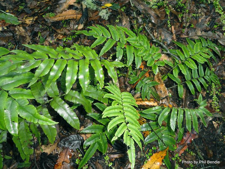 Blechnum procerum - Alchetron, The Free Social Encyclopedia