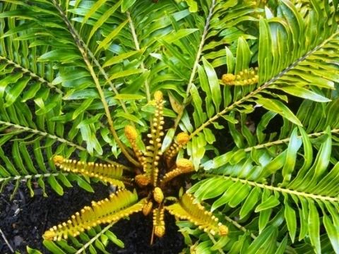 Blechnum tabulare Operation Wildflower rescuing indigenous vegetation Category