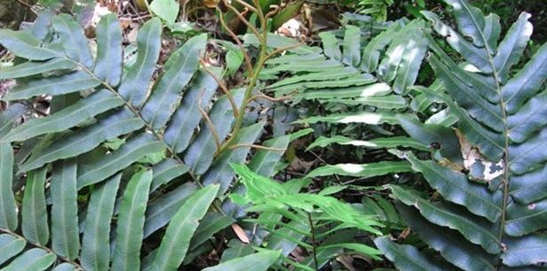 Blechnum wattsii Hard Water Fern Plant Guide Lifestyle HOME