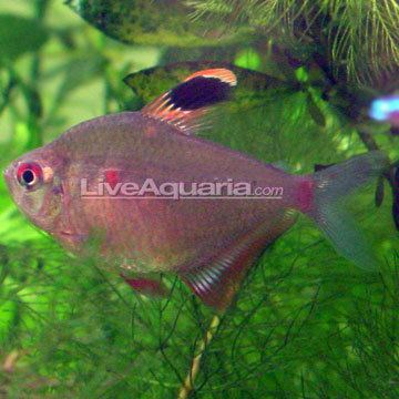 wild bleeding heart tetra