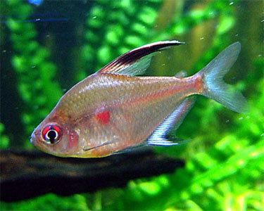 Bleeding heart tetra - Alchetron, The Free Social Encyclopedia