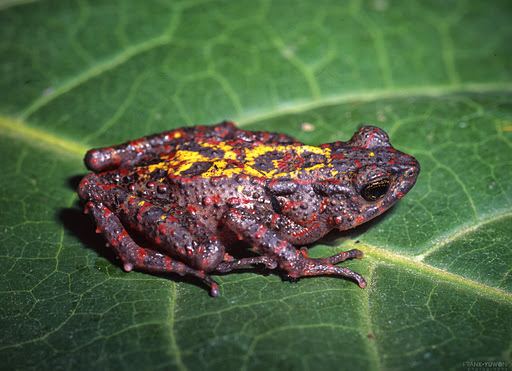 Bleeding toad Anura Bleeding Toad