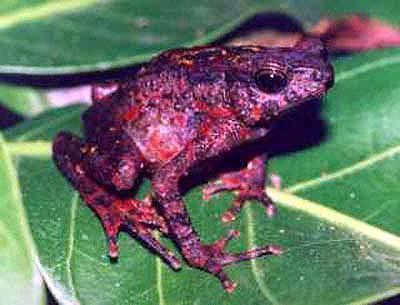 Bleeding toad Global Species Leptophryne cruentata Bleeding Toad
