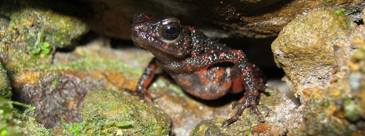 Bleeding toad Bleeding Toad Species on The Brink