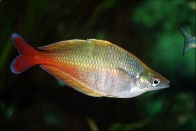 Bleher's rainbowfish An article on raising Bleher39s rainbowfish Chilatherina bleheri