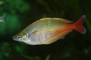 Bleher's rainbowfish Bleher39s Rainbowfish Chilatherina bleheri
