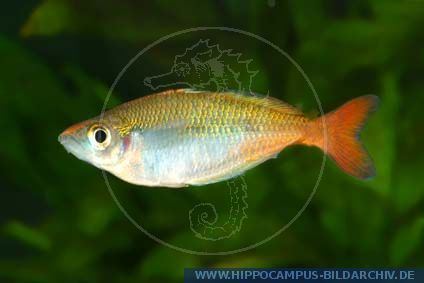 Bleher's rainbowfish Chilatherina bleheri alias Bleher39s Rainbowfish Hippocampus