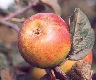 Blenheim Orange Blenheim Orange apple trees for sale Order online