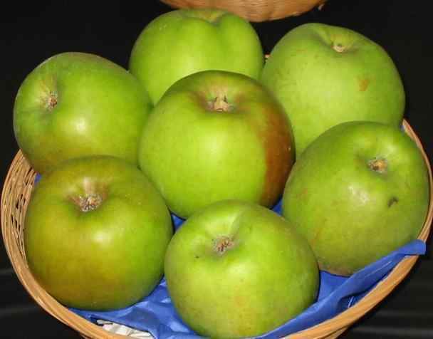 Blenheim Orange Information and picture of Blenheim Orange apple