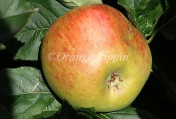 Blenheim Orange Blenheim Orange apple trees for sale Buy online Friendly advice