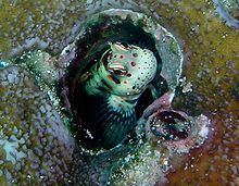 Blenniella httpsuploadwikimediaorgwikipediacommonsthu