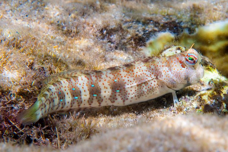 Blenniella Blenniella