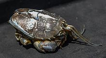 Blepharipoda occidentalis httpsuploadwikimediaorgwikipediacommonsthu