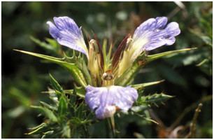 Blepharis edulis Plant Description