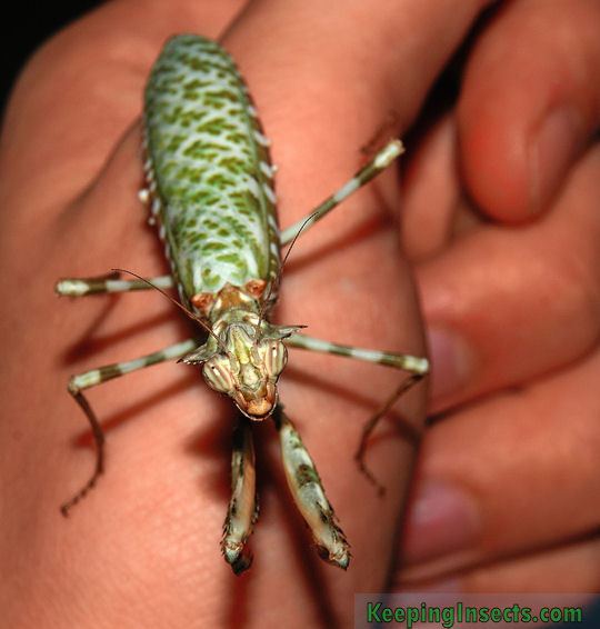 Blepharopsis 1000 images about Praying mantis on Pinterest