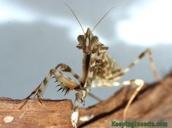 Blepharopsis mendica Thistle Mantis Blepharopsis mendica Keeping Insects