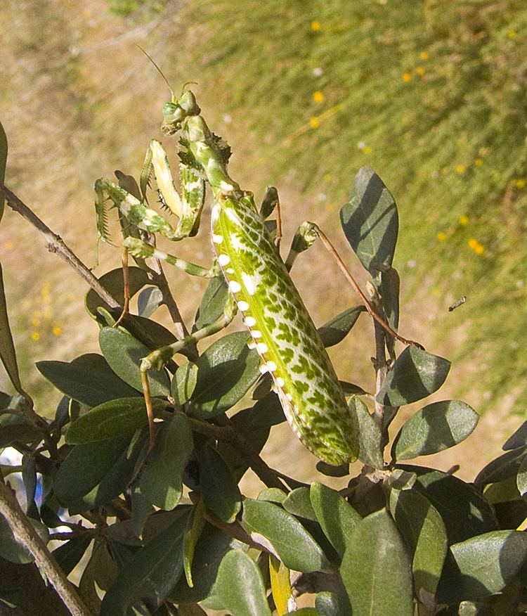 Blepharopsis mendica Blepharopsis mendica Wikipedia la enciclopedia libre