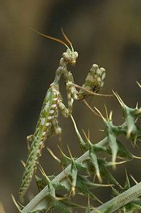 Blepharopsis mendica Blepharopsis