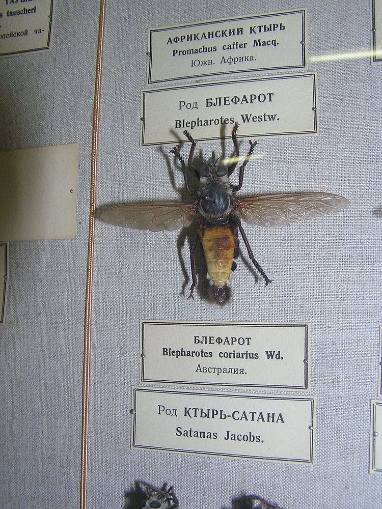Blepharotes coriarius