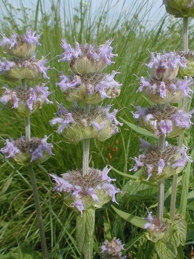 Blephilia ciliata Downy Wood Mint Blephilia ciliata