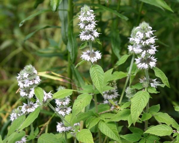 Blephilia hirsuta Blephilia hirsuta Hairy Wood Mint