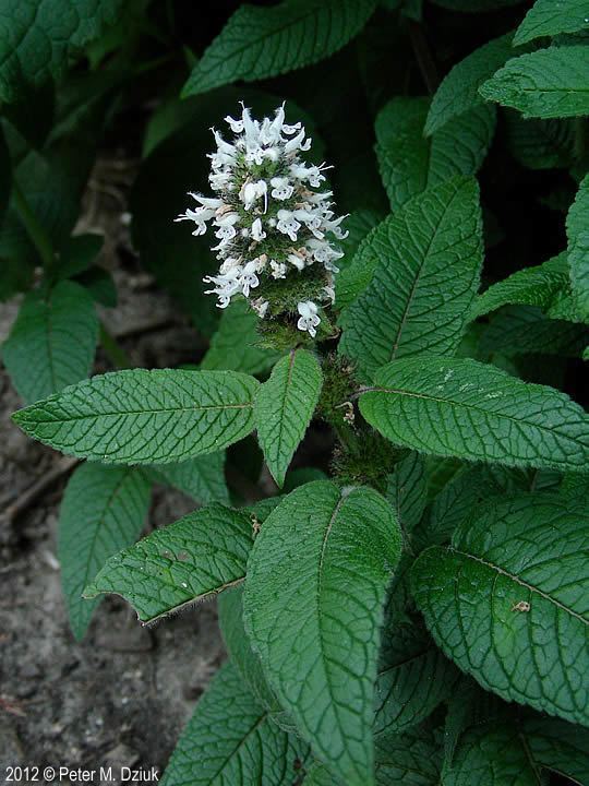 Blephilia hirsuta Blephilia hirsuta Hairy Woodmint Minnesota Wildflowers