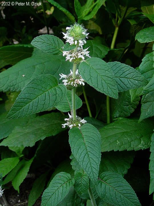 Blephilia hirsuta Blephilia hirsuta Hairy Woodmint Minnesota Wildflowers