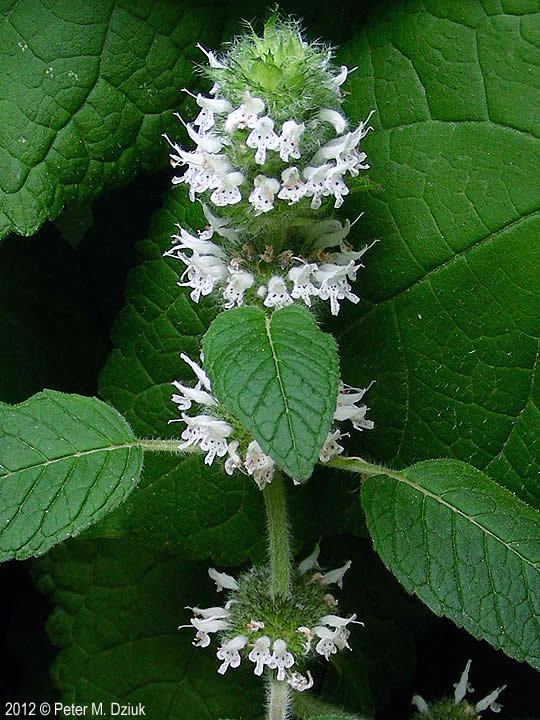 Blephilia hirsuta Blephilia hirsuta Hairy Woodmint Minnesota Wildflowers