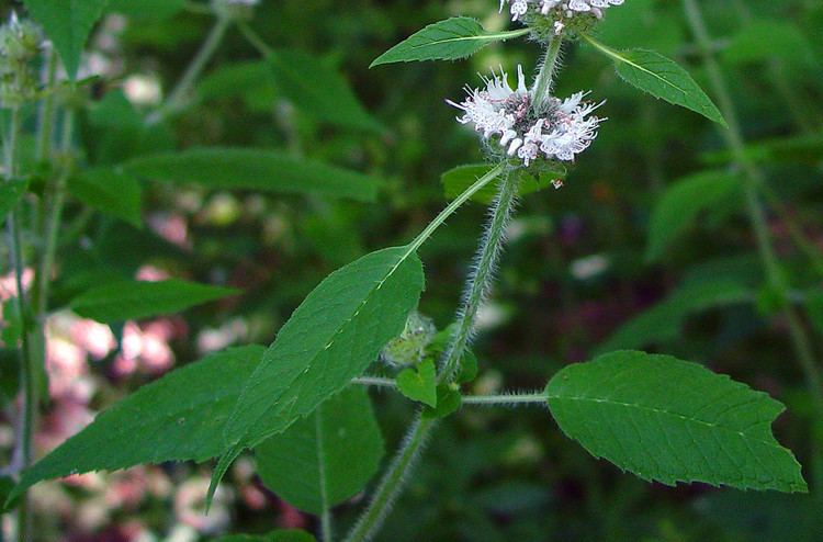 Blephilia hirsuta Blephilia hirsuta hairy woodmint Go Botany