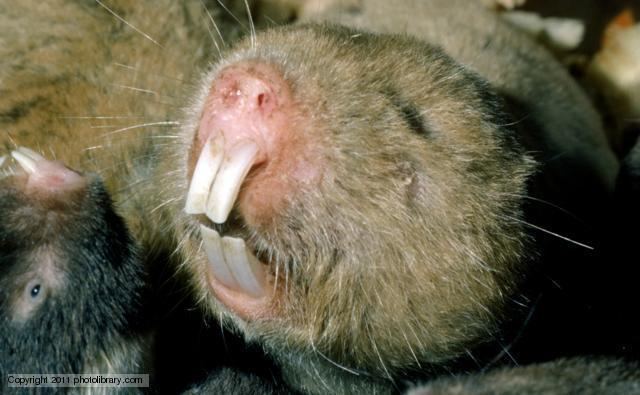 Blesmol BBC Nature Mole rats videos news and facts