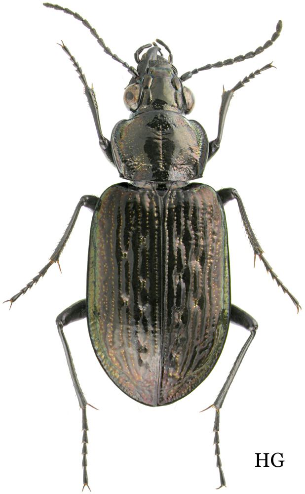 Blethisa carabidaeorgcarabidaeBlethisa20inexpectata203