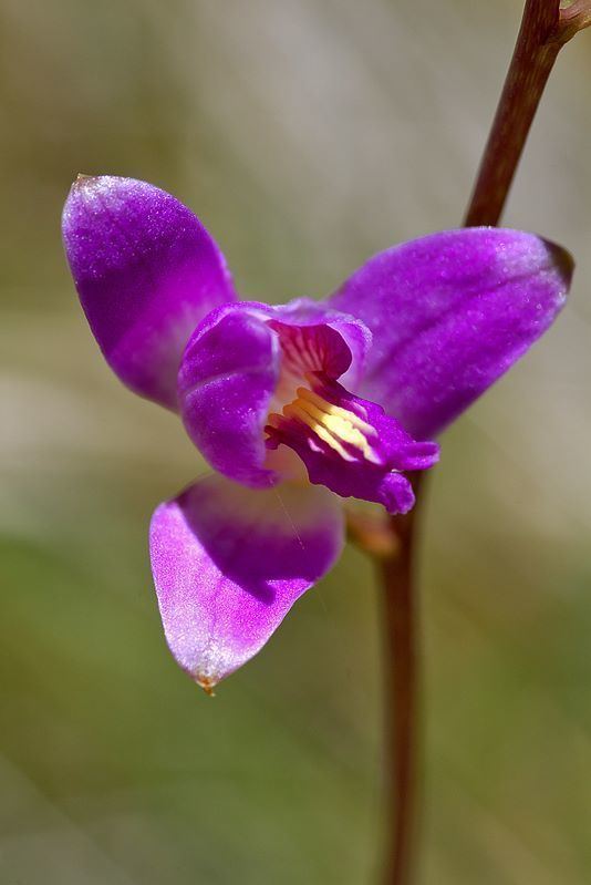 Bletia purpurea Alamos Tropical Orchids Bletia purpurea