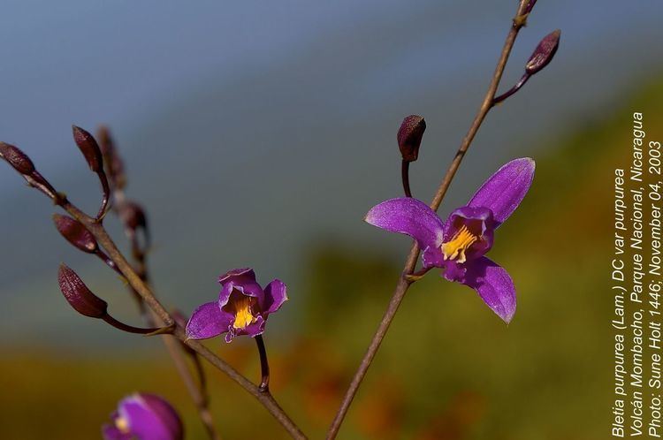 Bletia purpurea Bletia purpurea Orchidaceae image 35424 at PlantSystematicsorg