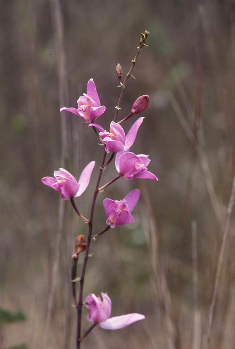 Bletia purpurea Bletia purpurea Orchidaceae image 4616 at PhytoImagessiuedu