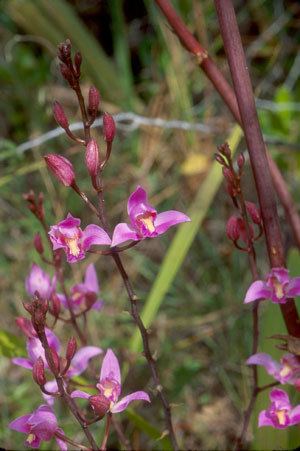 Bletia purpurea Regional Conservation