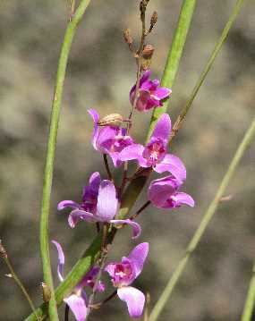 Bletia purpurea Alamos Tropical Orchids Bletia purpurea