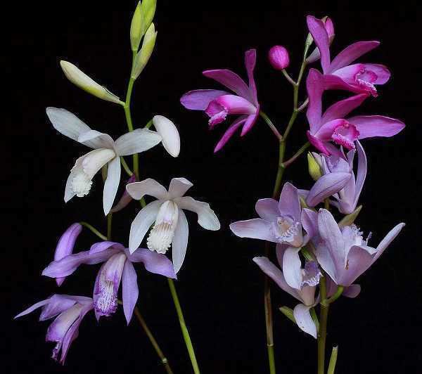 Bletilla The only easy to grow terrestrial orchid Bletilla striata