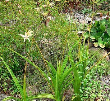 Bletilla ochracea Bletilla ochracea Chinese Ground Orchid plant lust