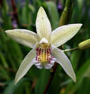 Bletilla ochracea Bletilla ochracea the yellow flower Chinese ground orchid
