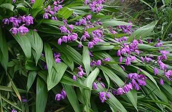 Bletilla striata The only easy to grow terrestrial orchid Bletilla striata