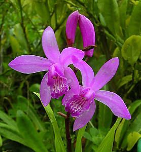 Bletilla striata Bletilla striata Clear Mountain Garden Treasures