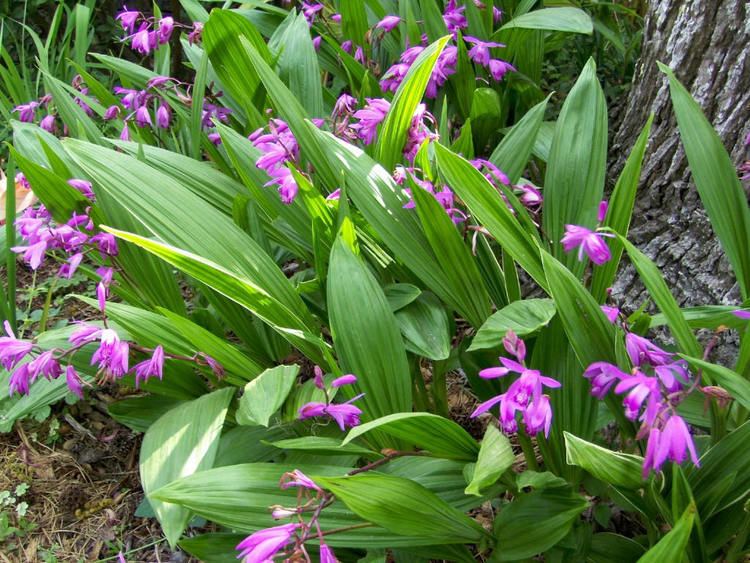 Bletilla striata 1000 images about Bletilla striataLan Bch Cp on Pinterest