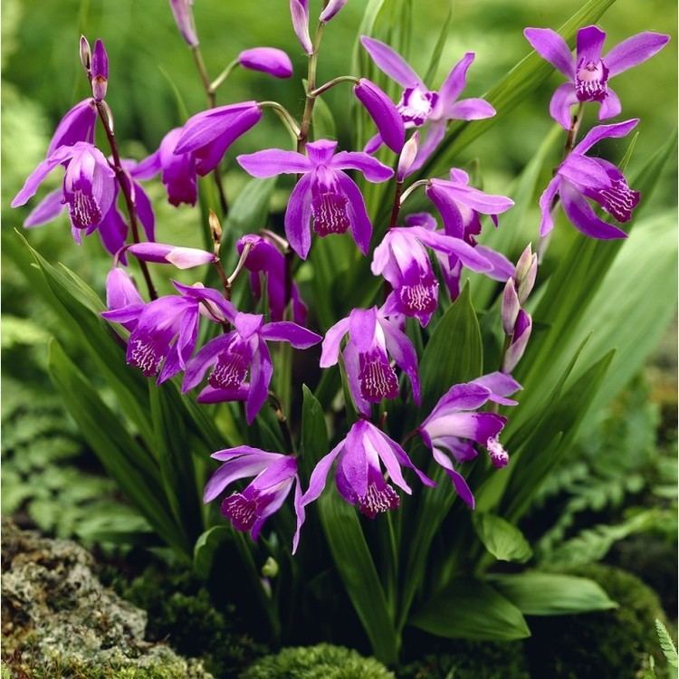 Bletilla striata Redpurple Garden Orchid Bletilla striata purple Hyacinth