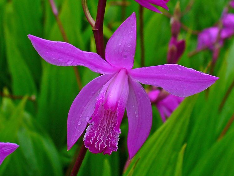 Bletilla striata 1000 images about Bletilla striataLan Bch Cp on Pinterest