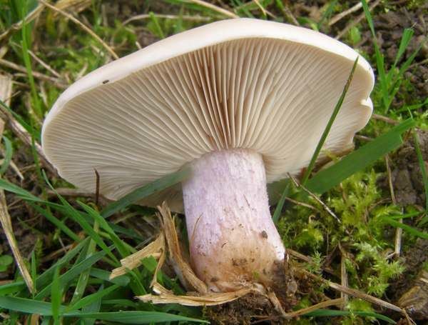 Blewit Lepista Clitocybe saeva Field Blewit identification