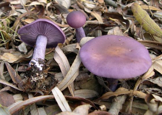 Blewit Wood Blewit Clitocybe nuda Today isFava Beans